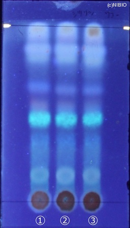 http://mpdb.nibiohn.go.jp/CONTENTS_ROOT/JP_IDENTIFICATION_PHOTO_DATA/JP_IDENTIFICATION_PHOTO_FILE/thumbnail/211.jpg