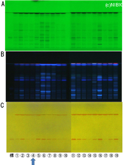http://mpdb.nibiohn.go.jp/CONTENTS_ROOT/TLC_DATA/TLC_FIG_FILE/thumbnail/783.jpg