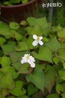 http://mpdb.nibiohn.go.jp/CONTENTS_ROOT/PLANT_PHOTO_DATA/PHOTO_FILE/thumbnail/500.jpg