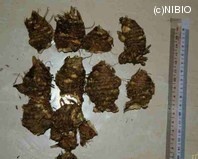 http://mpdb.nibiohn.go.jp/CONTENTS_ROOT/PLANT_PHOTO_DATA/PHOTO_FILE/thumbnail/542.jpg