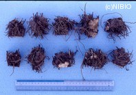 http://mpdb.nibiohn.go.jp/CONTENTS_ROOT/PLANT_PHOTO_DATA/PHOTO_FILE/thumbnail/585.jpg