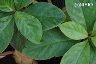 http://mpdb.nibiohn.go.jp/CONTENTS_ROOT/PLANT_PHOTO_DATA/PHOTO_FILE/thumbnail/1235.jpg