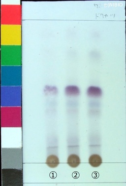 http://mpdb.nibiohn.go.jp/CONTENTS_ROOT/JP_IDENTIFICATION_PHOTO_DATA/JP_IDENTIFICATION_PHOTO_FILE/thumbnail/231.jpg