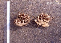http://mpdb.nibiohn.go.jp/CONTENTS_ROOT/PLANT_PHOTO_DATA/PHOTO_FILE/thumbnail/692.jpg
