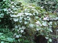 http://mpdb.nibiohn.go.jp/CONTENTS_ROOT/PLANT_PHOTO_DATA/PHOTO_FILE/thumbnail/712.jpg