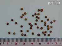 http://mpdb.nibiohn.go.jp/CONTENTS_ROOT/PLANT_PHOTO_DATA/PHOTO_FILE/thumbnail/178.jpg
