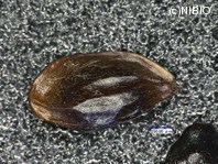 http://mpdb.nibiohn.go.jp/CONTENTS_ROOT/PLANT_PHOTO_DATA/PHOTO_FILE/thumbnail/205.jpg