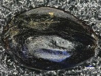 http://mpdb.nibiohn.go.jp/CONTENTS_ROOT/PLANT_PHOTO_DATA/PHOTO_FILE/thumbnail/226.jpg