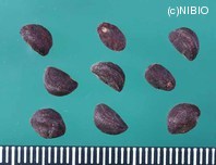 http://mpdb.nibiohn.go.jp/CONTENTS_ROOT/PLANT_PHOTO_DATA/PHOTO_FILE/thumbnail/1182.jpg