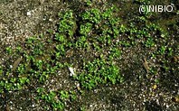 http://mpdb.nibiohn.go.jp/CONTENTS_ROOT/PLANT_PHOTO_DATA/PHOTO_FILE/thumbnail/251.jpg