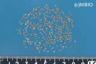 http://mpdb.nibiohn.go.jp/CONTENTS_ROOT/PLANT_PHOTO_DATA/PHOTO_FILE/thumbnail/261.jpg