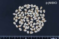 http://mpdb.nibiohn.go.jp/CONTENTS_ROOT/PLANT_PHOTO_DATA/PHOTO_FILE/thumbnail/280.jpg