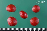 http://mpdb.nibiohn.go.jp/CONTENTS_ROOT/PLANT_PHOTO_DATA/PHOTO_FILE/thumbnail/1192.jpg