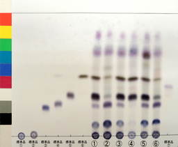 http://mpdb.nibiohn.go.jp/CONTENTS_ROOT/JP_IDENTIFICATION_PHOTO_DATA/JP_IDENTIFICATION_PHOTO_FILE/thumbnail/1343.jpg