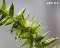 http://mpdb.nibiohn.go.jp/CONTENTS_ROOT/PLANT_PHOTO_DATA/PHOTO_FILE/thumbnail/307.jpg