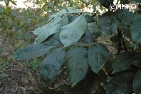 http://mpdb.nibiohn.go.jp/CONTENTS_ROOT/PLANT_PHOTO_DATA/PHOTO_FILE/thumbnail/326.jpg