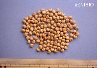 http://mpdb.nibiohn.go.jp/CONTENTS_ROOT/PLANT_PHOTO_DATA/PHOTO_FILE/thumbnail/1201.jpg