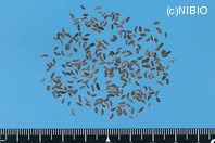 http://mpdb.nibiohn.go.jp/CONTENTS_ROOT/PLANT_PHOTO_DATA/PHOTO_FILE/thumbnail/339.jpg