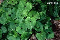 http://mpdb.nibiohn.go.jp/CONTENTS_ROOT/PLANT_PHOTO_DATA/PHOTO_FILE/thumbnail/351.jpg