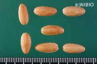 http://mpdb.nibiohn.go.jp/CONTENTS_ROOT/PLANT_PHOTO_DATA/PHOTO_FILE/thumbnail/387.jpg