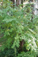 http://mpdb.nibiohn.go.jp/CONTENTS_ROOT/PLANT_PHOTO_DATA/PHOTO_FILE/thumbnail/398.jpg