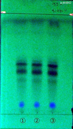 http://mpdb.nibiohn.go.jp/CONTENTS_ROOT/JP_IDENTIFICATION_PHOTO_DATA/JP_IDENTIFICATION_PHOTO_FILE/thumbnail/223.jpg