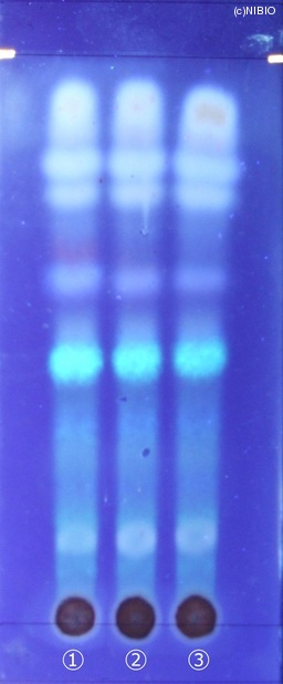 http://mpdb.nibiohn.go.jp/CONTENTS_ROOT/JP_IDENTIFICATION_PHOTO_DATA/JP_IDENTIFICATION_PHOTO_FILE/thumbnail/212.jpg