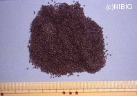 http://mpdb.nibiohn.go.jp/CONTENTS_ROOT/PLANT_PHOTO_DATA/PHOTO_FILE/thumbnail/491.jpg