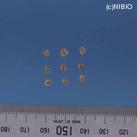 http://mpdb.nibiohn.go.jp/CONTENTS_ROOT/PLANT_PHOTO_DATA/PHOTO_FILE/thumbnail/508.jpg