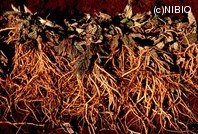 http://mpdb.nibiohn.go.jp/CONTENTS_ROOT/PLANT_PHOTO_DATA/PHOTO_FILE/thumbnail/433.jpg