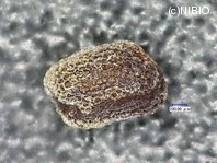 http://mpdb.nibiohn.go.jp/CONTENTS_ROOT/PLANT_PHOTO_DATA/PHOTO_FILE/thumbnail/1211.jpg