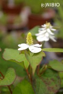 http://mpdb.nibiohn.go.jp/CONTENTS_ROOT/PLANT_PHOTO_DATA/PHOTO_FILE/thumbnail/502.jpg