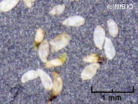 http://mpdb.nibiohn.go.jp/CONTENTS_ROOT/PLANT_PHOTO_DATA/PHOTO_FILE/thumbnail/1260.jpg