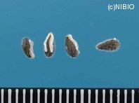 http://mpdb.nibiohn.go.jp/CONTENTS_ROOT/PLANT_PHOTO_DATA/PHOTO_FILE/thumbnail/529.jpg