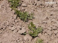 http://mpdb.nibiohn.go.jp/CONTENTS_ROOT/PLANT_PHOTO_DATA/PHOTO_FILE/thumbnail/543.jpg