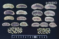http://mpdb.nibiohn.go.jp/CONTENTS_ROOT/PLANT_PHOTO_DATA/PHOTO_FILE/thumbnail/553.jpg