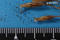 http://mpdb.nibiohn.go.jp/CONTENTS_ROOT/PLANT_PHOTO_DATA/PHOTO_FILE/thumbnail/567.jpg