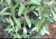 http://mpdb.nibiohn.go.jp/CONTENTS_ROOT/PLANT_PHOTO_DATA/PHOTO_FILE/thumbnail/586.jpg