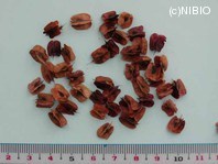 http://mpdb.nibiohn.go.jp/CONTENTS_ROOT/PLANT_PHOTO_DATA/PHOTO_FILE/thumbnail/603.jpg