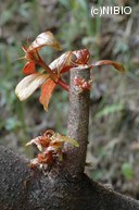 http://mpdb.nibiohn.go.jp/CONTENTS_ROOT/PLANT_PHOTO_DATA/PHOTO_FILE/thumbnail/818.jpg