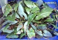 http://mpdb.nibiohn.go.jp/CONTENTS_ROOT/PLANT_PHOTO_DATA/PHOTO_FILE/thumbnail/891.jpg