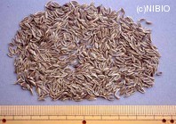 http://mpdb.nibiohn.go.jp/CONTENTS_ROOT/PLANT_PHOTO_DATA/PHOTO_FILE/thumbnail/625.jpg