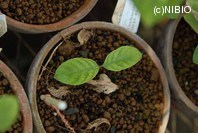 http://mpdb.nibiohn.go.jp/CONTENTS_ROOT/PLANT_PHOTO_DATA/PHOTO_FILE/thumbnail/1237.jpg