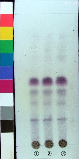 http://mpdb.nibiohn.go.jp/CONTENTS_ROOT/JP_IDENTIFICATION_PHOTO_DATA/JP_IDENTIFICATION_PHOTO_FILE/thumbnail/232.jpg
