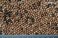 http://mpdb.nibiohn.go.jp/CONTENTS_ROOT/PLANT_PHOTO_DATA/PHOTO_FILE/thumbnail/1243.jpg