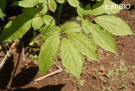 http://mpdb.nibiohn.go.jp/CONTENTS_ROOT/PLANT_PHOTO_DATA/PHOTO_FILE/thumbnail/653.jpg