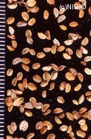 http://mpdb.nibiohn.go.jp/CONTENTS_ROOT/PLANT_PHOTO_DATA/PHOTO_FILE/thumbnail/1283.jpg
