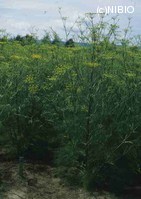 http://mpdb.nibiohn.go.jp/CONTENTS_ROOT/PLANT_PHOTO_DATA/PHOTO_FILE/thumbnail/35.jpg