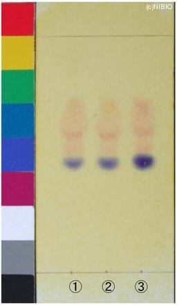 http://mpdb.nibiohn.go.jp/CONTENTS_ROOT/JP_IDENTIFICATION_PHOTO_DATA/JP_IDENTIFICATION_PHOTO_FILE/thumbnail/1172.jpg
