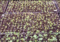 http://mpdb.nibiohn.go.jp/CONTENTS_ROOT/PLANT_PHOTO_DATA/PHOTO_FILE/thumbnail/684.jpg